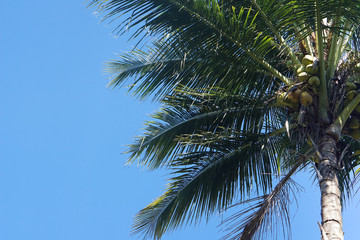 Fototapeta na wymiar Coconut palm trees and blue sky background.