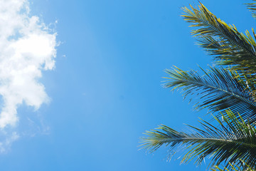 Coconut palm trees and blue sky background.