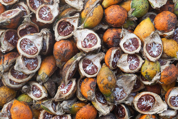 The areca nut is the seed of the areca palm (Areca catechu), which grows in much of the tropical...