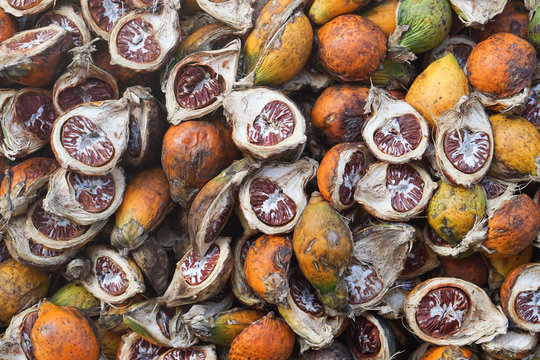 The areca nut is the seed of the areca palm (Areca catechu), which grows in much of the tropical countries. It is commonly referred to as betel nut, as it is often chewed wrapped in betel leaves .