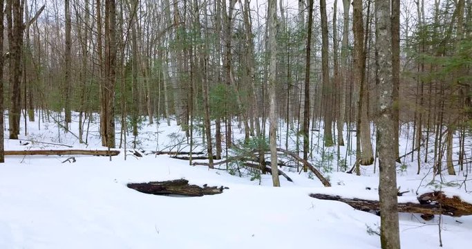 Following drone shot of a small brown dog running and sniffing in a snowy forest.  4K.