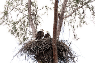 Fototapeta premium Family of two bald eagle Haliaeetus leucocephalus parents with their nest of chicks