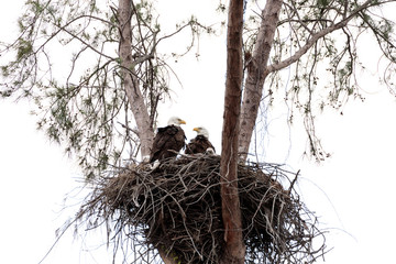 Fototapeta premium Family of two bald eagle Haliaeetus leucocephalus parents with their nest of chicks