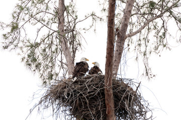 Fototapeta premium Family of two bald eagle Haliaeetus leucocephalus parents with their nest of chicks