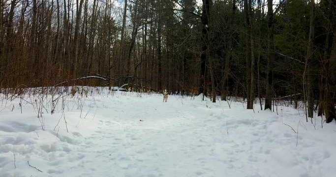 Drone shot of a dog walking down a snowy path, stopping before he gets to the camera.  4K.