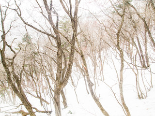 Snowfall in Forest landscape