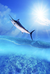 blue marine fish flying over sea water level