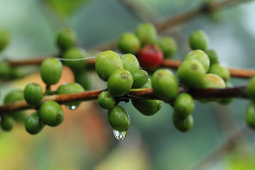 Close up of green coffee beans on a branch of arabica coffee tree, with unripe fruits ,Thailand