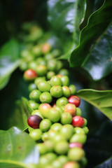 Close up of green coffee beans on a branch of arabica coffee tree, with unripe fruits ,Thailand