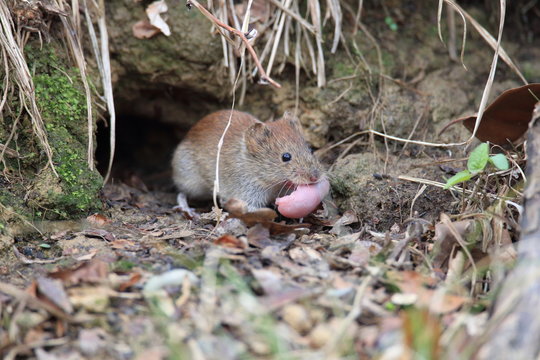 bank vole (Myodes glareolus; formerly Clethrionomys glareolus) carries its youngs Germany
