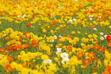 満開のシベリアポピー