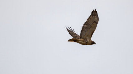 Hawk