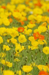 満開のポピー畑