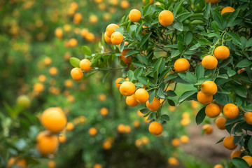 Kumquat tree. Together with Peach blossom tree, Kumquat is one of 2 must have trees in Vietnamese Lunar New Year holiday in north.