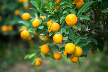 Kumquat tree. Together with Peach blossom tree, Kumquat is one of 2 must have trees in Vietnamese Lunar New Year holiday in north.