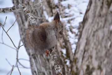 枝の上で胡桃を食べる冬のエゾリス