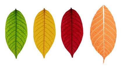 skeleton leaves isolated on white background, vector illustration eps10