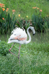 flamingo live on swamp