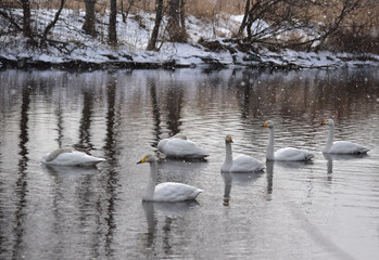 吹雪で休む川の白鳥