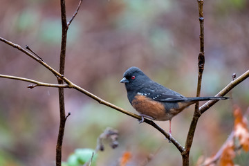 Spotted towhee
