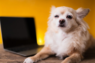 Fototapeta na wymiar cute sleepy tired chihuahua brown color dog with laptop on yellow background working concept