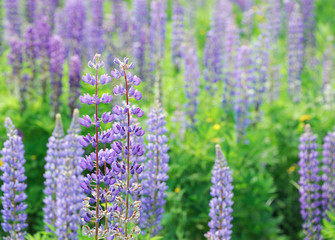 Close up on lupine blossom in spring in wild area