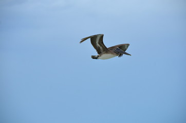 Flight sequence of a Brown pelican (Pelecanus occidentalis). Marine bird fishing for food in Cayo Coco, Cuba.
