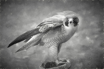 Peredine falcon looking