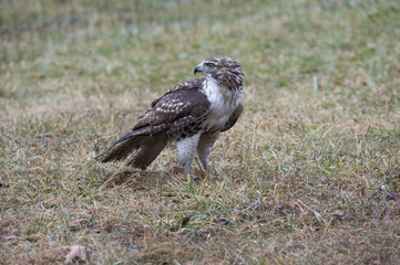 Red tailed Hawk looking around on the ground