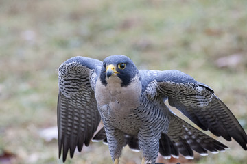 Peregrine looking intense