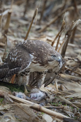 Red tailed hawk hovering dead rabbit