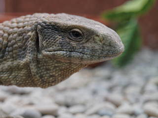 Closeup shot of Monitor lizard, Komodo dragon, head in the zoo