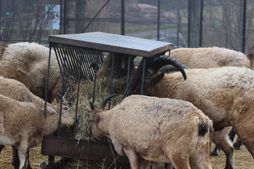 The West tur which is a mountain goat type animal