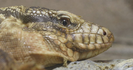 Collared Lizard close up