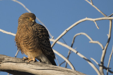 Greater Kestrel