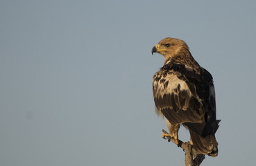 Tawny Eagle