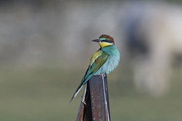 European bee-eater (Merops apiaster)