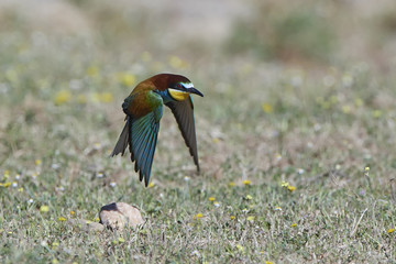 European bee-eater (Merops apiaster)