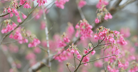 Cherry blossom in the forest