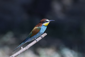 European bee-eater (Merops apiaster)