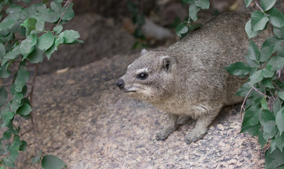 Rock Hyrax