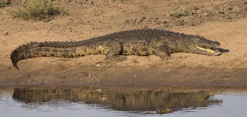 Crocodile