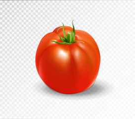 Red tomato. Realistic vector illustration