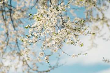 Sunlit cherry tree branch with blooming flowers against blue sky