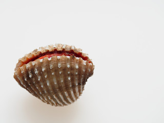 Raw cockle, ark shell, shot high angle view isolated on white background