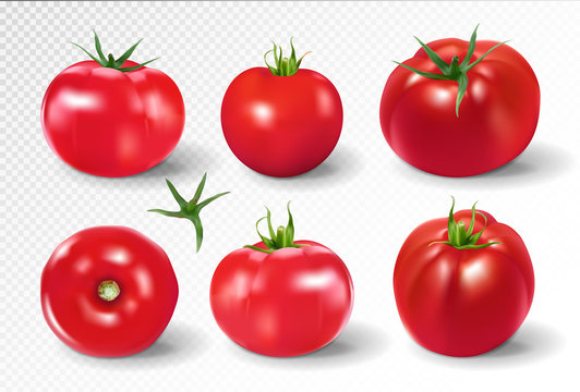 Tomato set. Pink salad tomato collection. Photo-realistic vector tomatoes on transparent background.