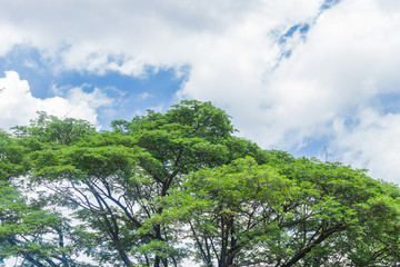 Obraz premium Up view on tree leaves at blue sky with white clouds...