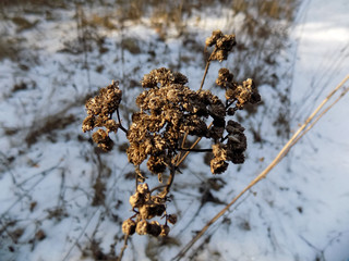 Beautiful winter background. Grass landscape
