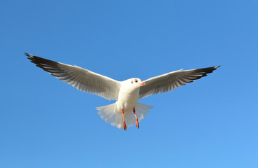 Seagull flying in the sky
