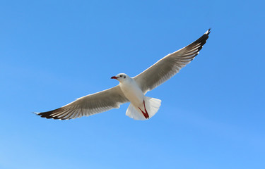 Seagull flying in the sky